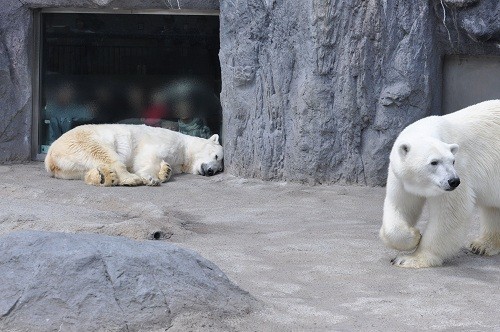 ６月２５日　旭山動物園　ホッキョクグマたち