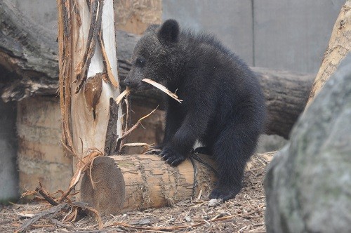 ５月３０日　旭山動物園　エゾヒグマのとんこ親子