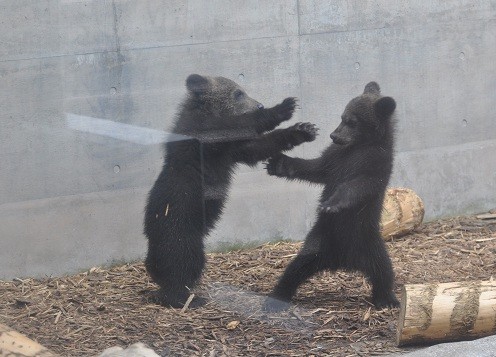 ６月３日　旭山動物園　走り回るエゾヒグマの子供