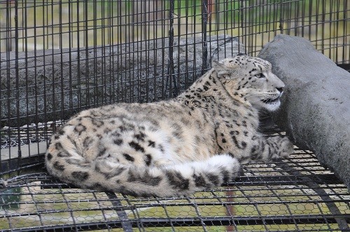 ６月３日　旭山動物園　　ユキヒョウのヤマト