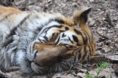 ６月３日　旭山動物園　アムールトラ　のん