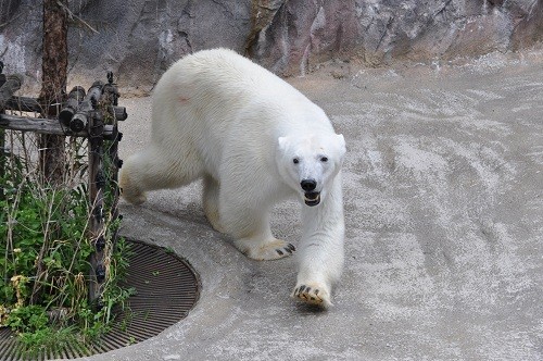 (追記あり)６月２９日　旭山動物園　ピリカがプール側へ移動しました