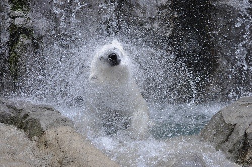 ６月２９日　旭山動物園　滝つぼピリカと、ピリカのもぐもぐタイム