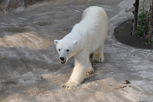 ６月２９日　旭山動物園　ピリカの腰に赤い筋が２本