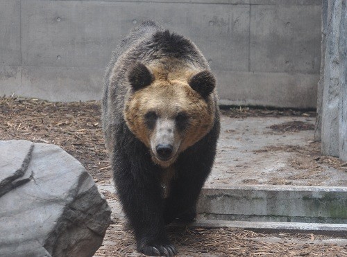 ６月２９日　旭山動物園　エゾヒグマの親子