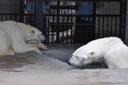 ６月３日　旭山動物園　ホッキョクグマ　ルルとピリカの動画