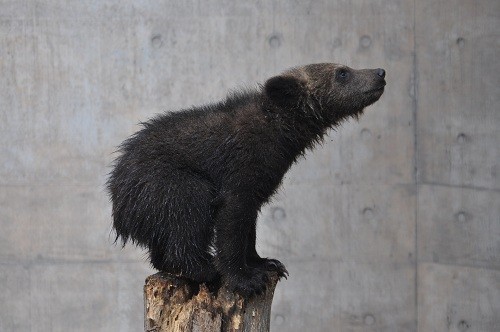 ６月１２日　旭山動物園　エゾヒグマのとんこ親子