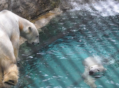 ６月１２日　旭山動物園　ホッキョクグマのもぐもぐタイム