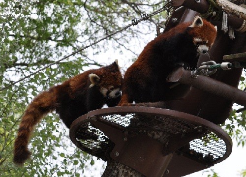 ６月１２日　旭山動物園　レッサーパンダのニャンニャン