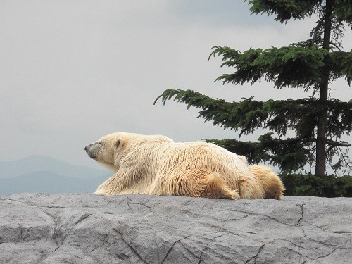 ２０１０年7月3日　旭山動物園　ホッキョクグマのコユキ