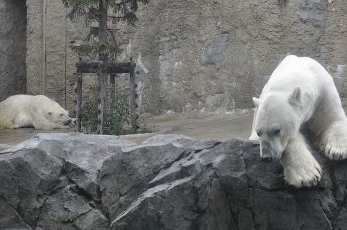 ７月４日　旭山動物園　ホッキョクグマ１