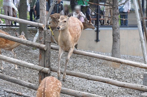 ６月１２日　旭山動物園　エゾシカ