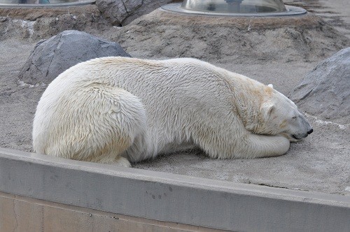 ６月１２日　旭山動物園　ルルとピリカのお昼寝