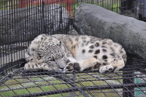 ６月１２日　旭山動物園　ユキヒョウ