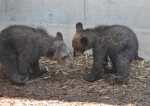 ６月１６日　旭山動物園　エゾヒグマの親子