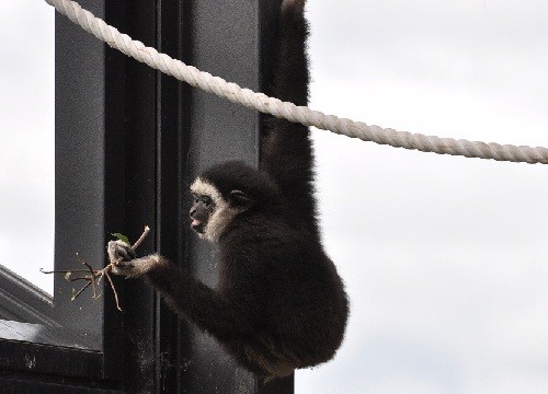 ６月２５日　旭山動物園　シロテテナガザル