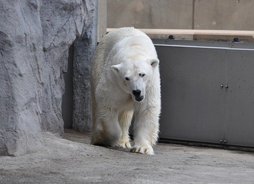 ６月２９日　旭山動物園　久しぶりのひとり暮らし満喫するルル