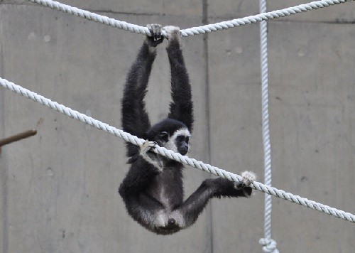 ６月２９日　旭山動物園　シロテテナガザルのマモル