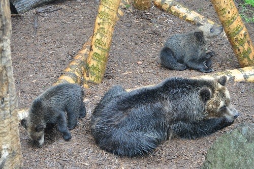 ７月１７日　旭山動物園　エゾヒグマの親子