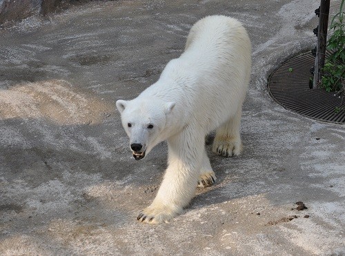 ６月２９日　旭山動物園　閉園直前のピリカ