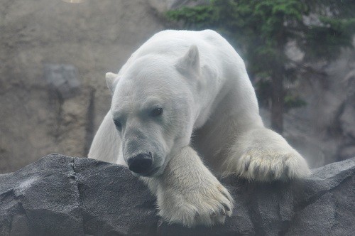 ７月４日　旭山動物園　ホッキョクグマ２