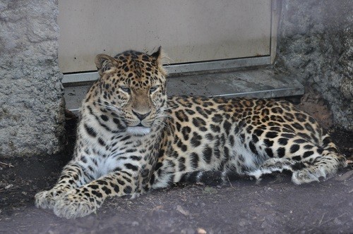 ７月４日　旭山動物園　雨の日のもうじゅう館