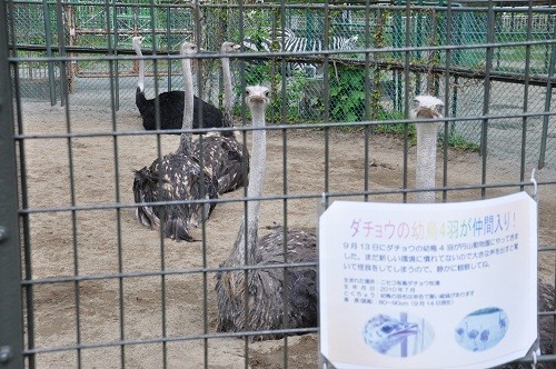 旭山動物園へ移動したダチョウはどの子？