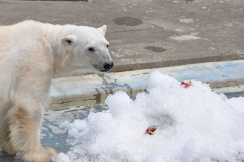 ７月２４日　釧路市動物園　発泡スチロールの日イベント・・・２