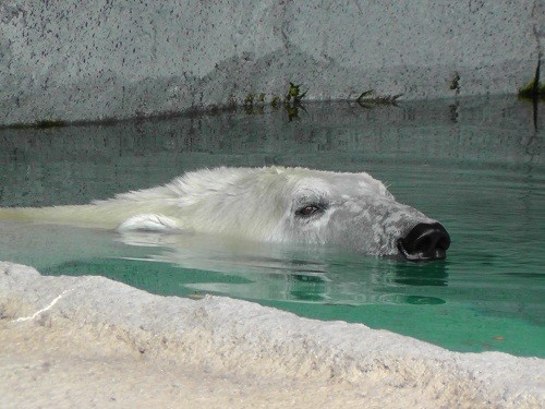 (追記あり)７月２７日　旭山動物園　ホッキョクグマのご帰宅とご出勤