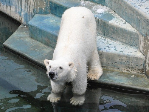 ７月２４日　釧路市動物園　氷の山とツヨシ