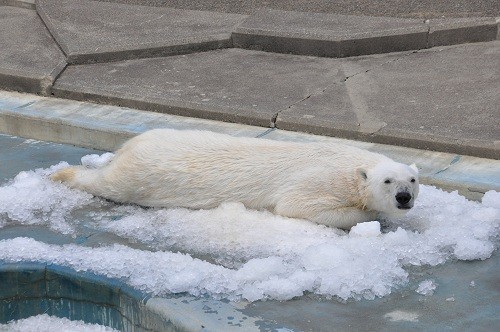 ７月２４日　釧路市動物園　ホッキョクグマ　何かを求めるツヨシ