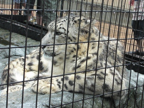 ７月１７日　旭山動物園　雨降る中のもうじゅう館