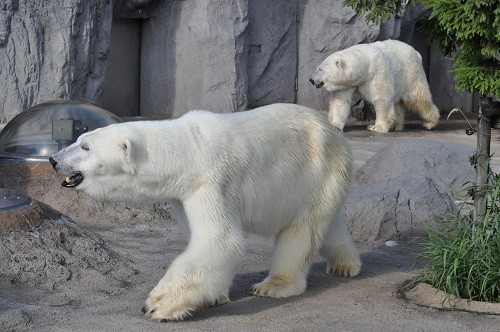 ７月２２日　旭山動物園　ホッキョクグマ　ルルとピリカ