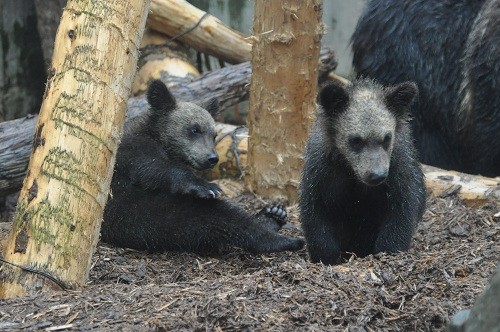 エゾヒグマの命名式があったそうです