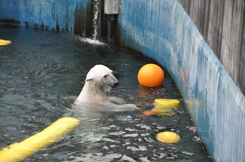 ７月２４日　釧路市動物園　ホッキョクグマ　ツヨシのプール遊び