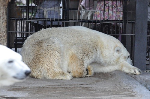 ７月２５日　旭山動物園　ホッキョクグマ