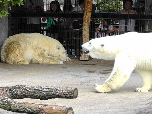 ７月２８日　旭山動物園　ピリカ・・・と、ちょっとだけルル