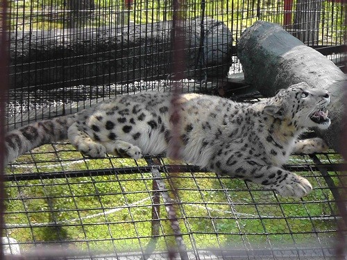 ７月２８日　旭山動物園　エゾヒグマのとんこ親子