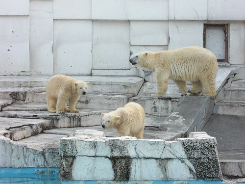 懐かしい写真シリーズ・・・２００９年８月８日　ララとイコキロ