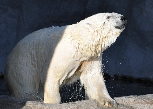 ８月１３日　旭山動物園　夕方のホッキョクグマ