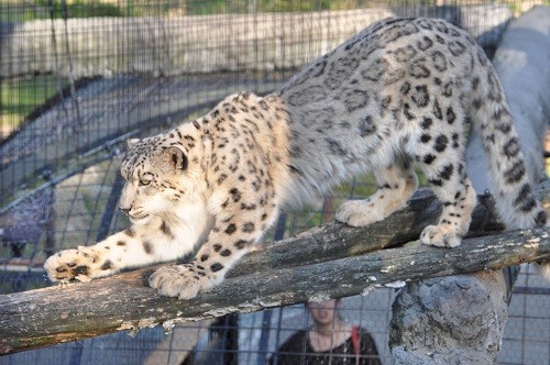 ８月１３日　旭山動物園　ユキヒョウ　ヤマト