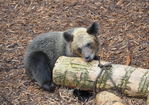 ８月２６日　旭山動物園　エゾヒグマのとんこ親子