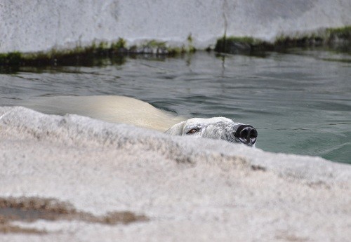 ８月２６日　旭山動物園　ホッキョクグマ　プール上がりのピリカ