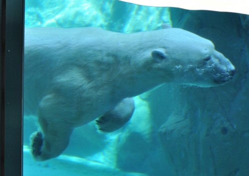 ８月２６日　旭山動物園　ホッキョクグマの朝