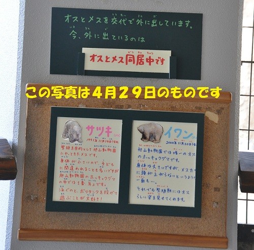 番外編　旭山動物園　ほっきょくぐま館のプール側に出ているのはどっち？