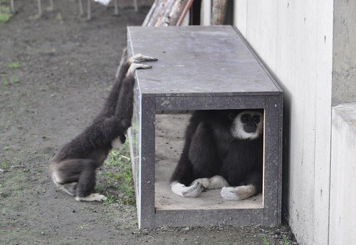 ８月２６日　旭山動物園　シロテテナガザル