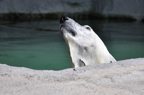 ８月２６日　旭山動物園　草食系ルル・・・ちょっとだけピリカ