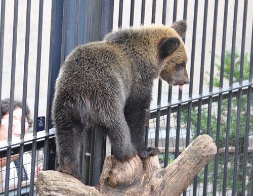 ８月２６日　旭山動物園　エゾヒグマ　子グマの成長