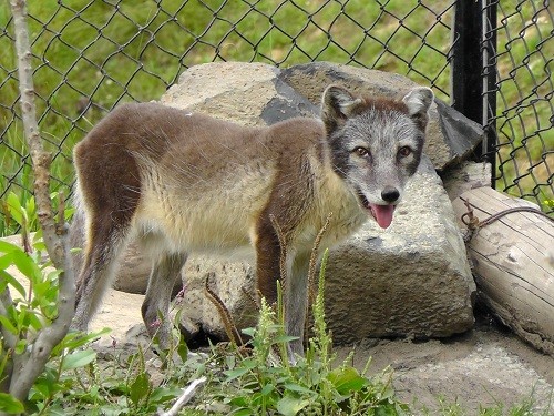 ８月３１日　旭山動物園　ホッキョクギツネ