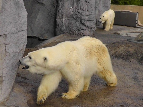 ８月３１日　旭山動物園　ホッキョクグマ　プールで泳ぐルル